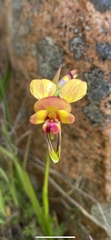 Diuris orientis