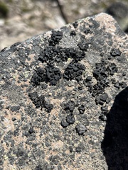 Lichinaceae