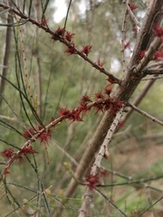 Allocasuarina littoralis