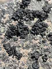 Lichinaceae
