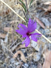 Clarkia