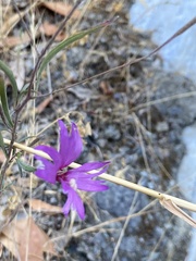 Clarkia