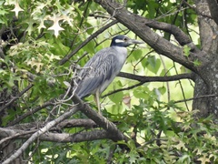 Nyctanassa violacea