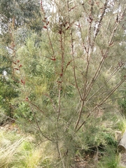 Allocasuarina littoralis