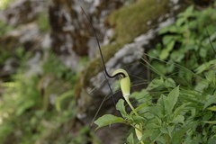 Arisaema tortuosum