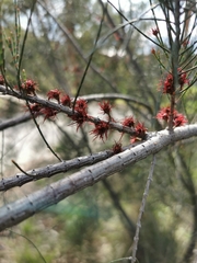 Allocasuarina littoralis