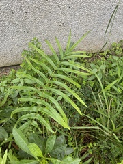 Pteris vittata