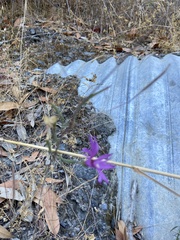Clarkia