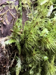 Dicranum fuscescens