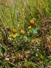Trifolium badium
