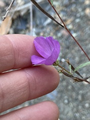 Clarkia