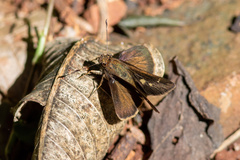 Hesperiidae