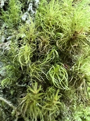 Dicranum fuscescens