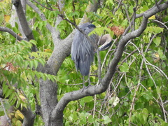 Ardea herodias