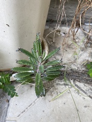 Kalanchoe × houghtonii