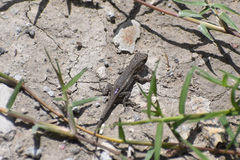 Sceloporus edbelli