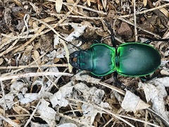 Pasimachus mexicanus