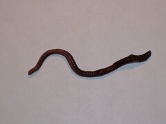 Eisenia fetida