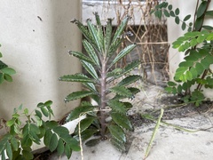 Kalanchoe × houghtonii