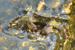 Pachygrapsus marmoratus