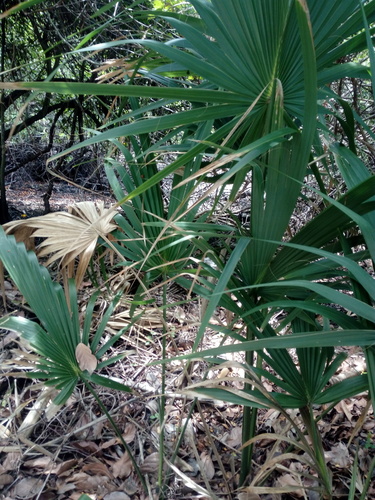 Sabal pumos, photograph 5