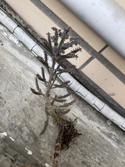 Kalanchoe × houghtonii