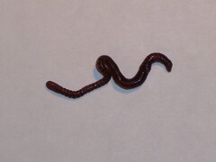Eisenia fetida