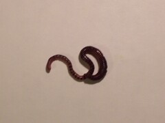 Eisenia fetida
