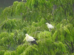 Ducula bicolor