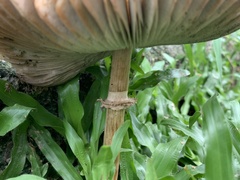 Chlorophyllum molybdites