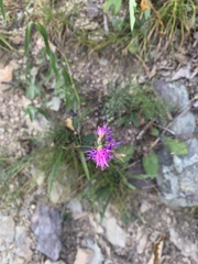 Liatris pilosa
