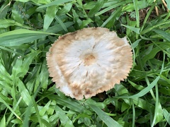 Chlorophyllum molybdites