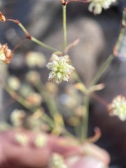 Eriogonum maculatum