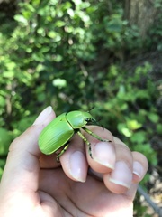 Chrysina psittacina