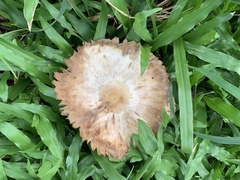 Chlorophyllum molybdites