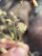 Eriogonum maculatum
