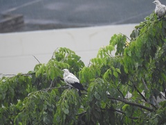 Ducula bicolor