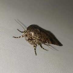 Amphipyra pyramidea