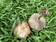 Chlorophyllum molybdites