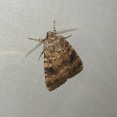 Amphipyra pyramidea