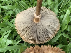 Chlorophyllum molybdites