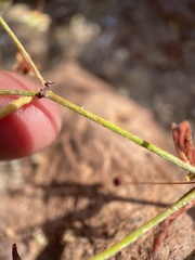 Eriogonum maculatum