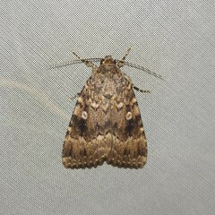 Amphipyra pyramidea