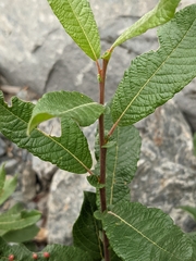 Salix sitchensis