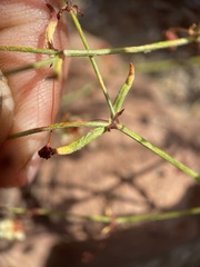 Eriogonum maculatum