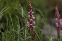 Bistorta vacciniifolia