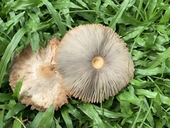 Chlorophyllum molybdites