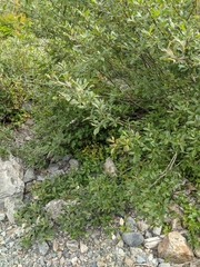 Salix sitchensis