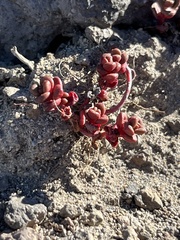 Sedum divergens
