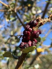 Disholcaspis prehensa